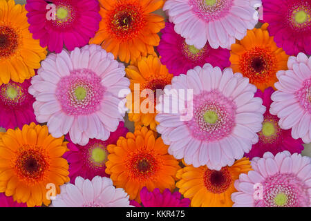 Schöne nahtlose Muster von Gerbera Daisy Flowers in verschiedenen Farben, Hintergrund, Textur Stockfoto