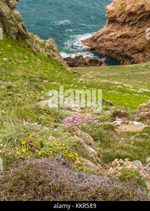 Die Vegetation an der Küste von Jersey Stockfoto