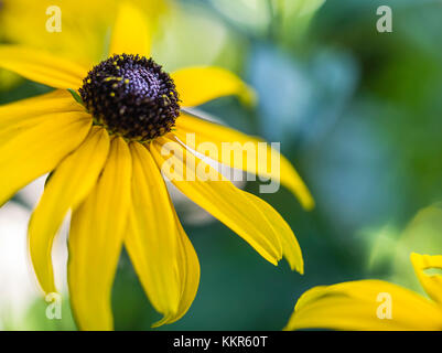 Gelbe Blume vor unscharfen Hintergrund Stockfoto