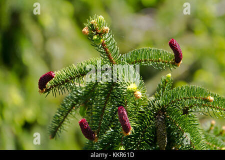 Junge Tannen Zapfen der gemeinsamen Fichte, Picea abies, Kolbermoor, Bayern, Deutschland Stockfoto