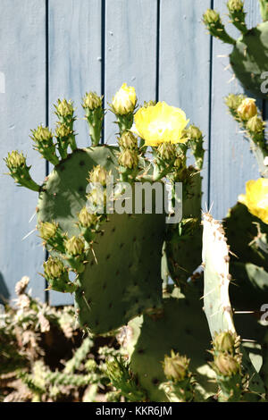 Nahaufnahme eines Kaktus, Opuntia engelmannii, mit gelben Blüten vor einer Holzwand. Stockfoto