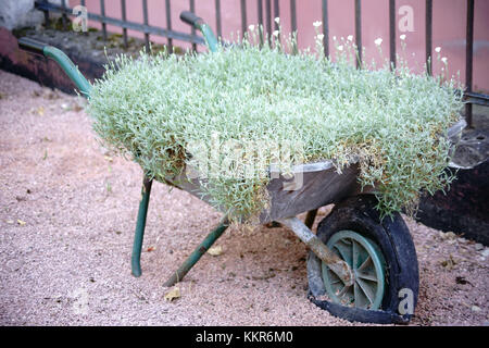 Eine alte Karren mit plattem Reifen als Blumentopf für Blumen und Pflanzen. Stockfoto