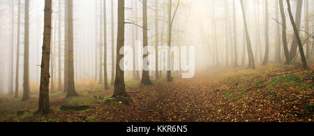 Wald im Herbst, dichter Nebel, Harz, Sachsen - Anhalt, Deutschland Stockfoto