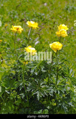 Globus Blumen, trollius europaeus, Nationalpark Hohe Tauern, Kärnten, Osttirol, Österreich Stockfoto