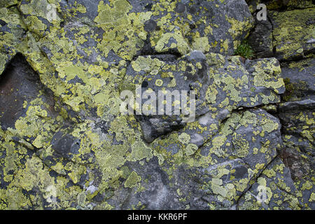 Moose und Flechten auf einem Berg rock, Nationalpark Hohe Tauern, Kärnten, Osttirol, Österreich Stockfoto