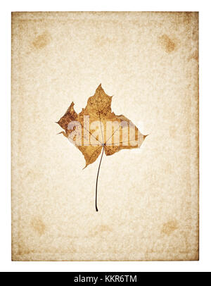 Maple Leaf auf vergilbte Papier, beige Stockfoto