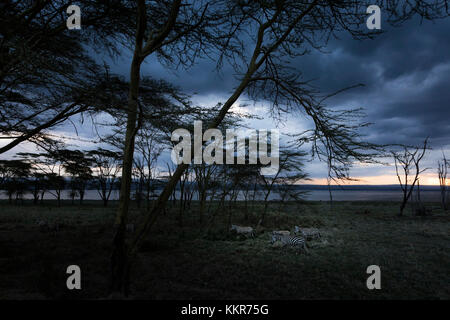 Zebra bei Sonnenuntergang im Wald, Lake Nakuru, Rift Valley. Stockfoto