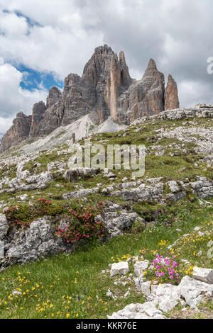 Auronzo, Provinz Belluno, Venetien, Italien. Der Baum Spitzen Stockfoto