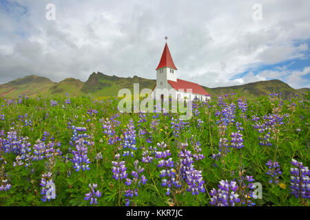 Felder von lupinen in der Blüte in der Nähe der Kirche von Vik, Vik i Myrdal, Southern Island, Sudurland, Island Stockfoto