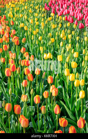 Bunte Tulpen in Blüte am Botanischen Garten Keukenhof Lisse South Holland Niederlande Europa Stockfoto