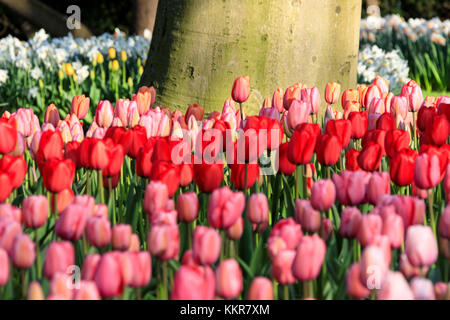 In der Nähe von rosa und rote Tulpen in Blüte am Botanischen Garten Keukenhof Lisse South Holland Niederlande Europa Stockfoto