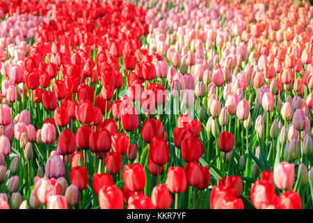 Rosa und rote Tulpen in Blüte am Botanischen Garten Keukenhof Lisse South Holland Niederlande Europa Stockfoto