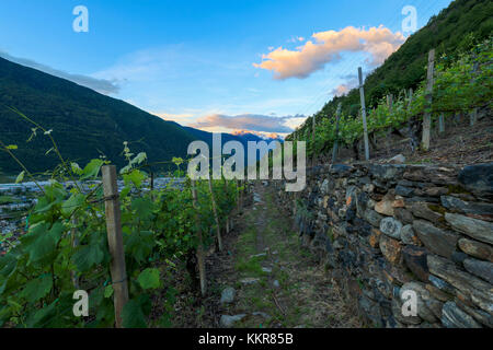 Die terrassierten Weinberge bei Sonnenaufgang, Tirano, Provinz von Sondrio, Valtellina Lombardei, Italien, Europa Stockfoto