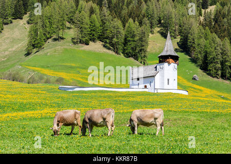 Kühe grasen in die grünen Wiesen, Davos, Graubünden, Prettigovia Region Davos, Schweiz