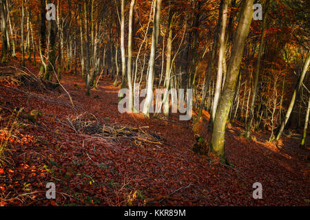 Herbst Wald, Bolla, Casasco d'Intelvi, Intelvi Tal, in der Provinz Como, Lombardei, Italien, Europa Stockfoto