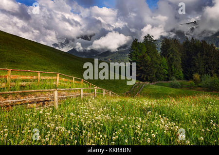 Blühende von Tarassaco comune (Taraxacum officinale) im Villnösser Tal, Santa Magdalena, Geisler Dolomiten, Provinz Bozen, Südtirol, Trentino Alto Adige, Italien, Europa Stockfoto