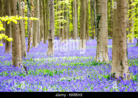 Hallerbos, buche wald in belgien voller Blue Bells Blumen Stockfoto