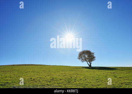 Buche mit Sonne, Schauinsland, Schwarzwald, Baden Württemberg, Deutschland Stockfoto