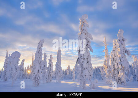 Verschneite Landschaft im Winter, valtavaara, patoniemi, Kuusamo, pohjois nordoesterbotten, Pohjanmaa, Finnland, Suomi Stockfoto