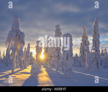Verschneite Landschaft im Winter, valtavaara, patoniemi, Kuusamo, pohjois nordoesterbotten, Pohjanmaa, Finnland, Suomi Stockfoto