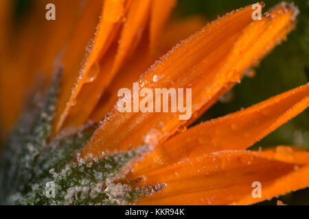 Frost auf Blüten, orange Ringelblume Stockfoto