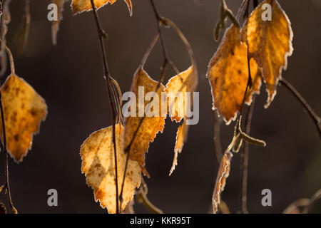 Nahaufnahme des hängenden gefroren bunte Blätter auf einem Sonnenlicht, Braun blur Hintergrund Stockfoto