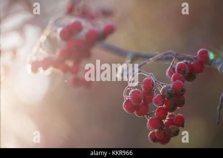 Gefrorene Rowan roten Beeren im Sonnenlicht Hintergrundbeleuchtung, verschwommenen Hintergrund Stockfoto