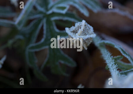 Frozen Flower seed Pod auf einem grünen Hintergrund Stockfoto