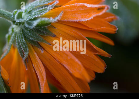 Gefrorenen Blüten, orange Ringelblume auf einem dunklen Hintergrund Stockfoto