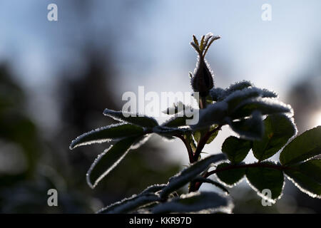 Silhouette von rose bud mit Frost Stockfoto