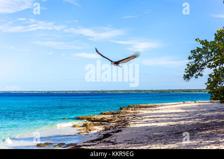 Strand von Maria la Gorda, Kuba Stockfoto