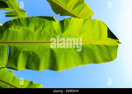 Blätter einer Bananenstaude Stockfoto