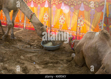 Zwei Kamele Essen aus derselben Schüssel am Pushkar camel Festival, Pushkar, Rajasthan, Indien Stockfoto
