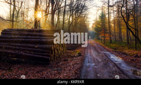 Morgenstimmung im Wald zwischen Friedeburg und Wittmund Stockfoto