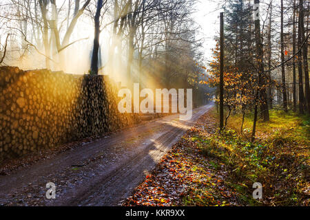 Morgenstimmung im Wald zwischen Friedeburg und Wittmund Stockfoto