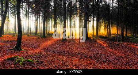 Morgenstimmung im Wald zwischen Friedeburg und Wittmund Stockfoto