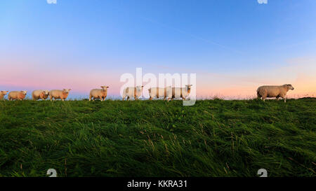 Schafe auf dem Deich bei Sonnenaufgang. Gefangen in der Nähe von Ostbense. Stockfoto