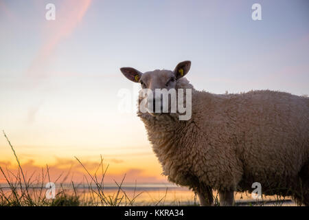 Schafe auf dem Deich bei Sonnenaufgang. Gefangen in der Nähe von Ostbense. Stockfoto