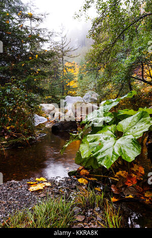 Der Harz ist das höchste Gebirge Norddeutschlands und erstreckt sich mit seinem rauen Gelände über Teile Niedersachsens, Sachsen-Anhalts und Thüringens. Der Name Harz leitet sich vom mittelhochdeutschen Wort Hardt oder Hart (Bergwald) ab Stockfoto