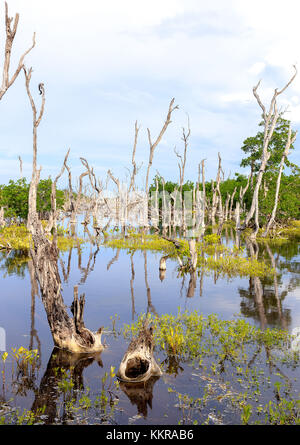 Der Strand von Cayo jutias im Norden von Kuba Stockfoto