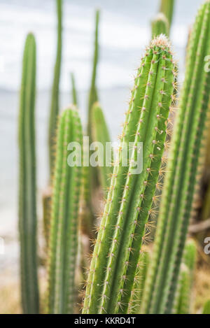 Französische Antillen, St Barthelemy, Lorient, kaktus Stockfoto