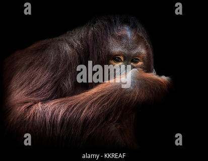 Orang-utan auf Schwarz, Porträt Stockfoto