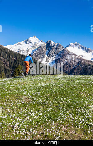 Mountainbike auf grünen Wiesen, die Krokusse blühen albaredo Tal Bergamasker Alpen Veltlin lombardei Italien Europa Stockfoto