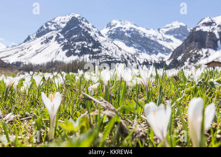 Nahaufnahme von Crocus Blumen im Frühling blühen, Davos, Sertigtal, Kanton Graubünden, Schweiz Stockfoto