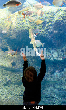 Kind schaut auf Fische durch das Glasfenster, das Aquarium von den bla Planet, Kastrup, Kopenhagen, Dänemark Stockfoto