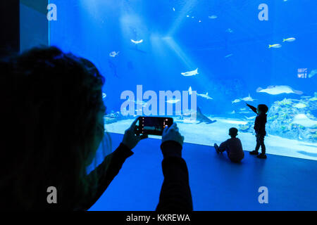 Mutter snap Bilder an die Söhne an Fische suchen, Aquarium von den bla Planet, Kastrup, Kopenhagen, Dänemark Stockfoto