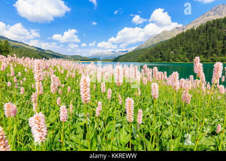 Frühjahrsblüte von Persicaria bistorta in Lej da Champfèr, St Moritz, Graubünden, Engadin, Schweiz, Europa Stockfoto