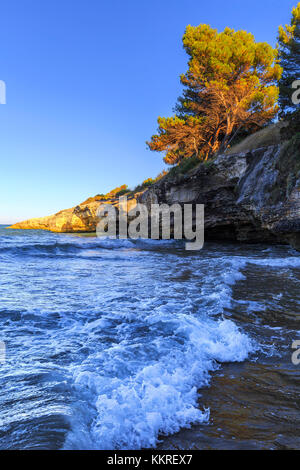 Sonnenlicht bei Sonnenuntergang leuchtet ein Aleppo-kiefern am colombi Strand, defensola, Apulien (Puglia), Italien. Stockfoto