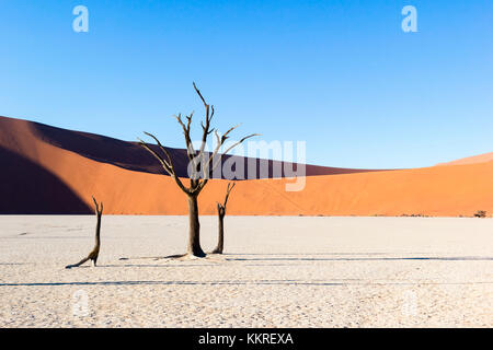 Dead Vlei, abgestorbene Akazien in der Namib Wüste bei Sonnenaufgang, Namibia. Afrika Stockfoto