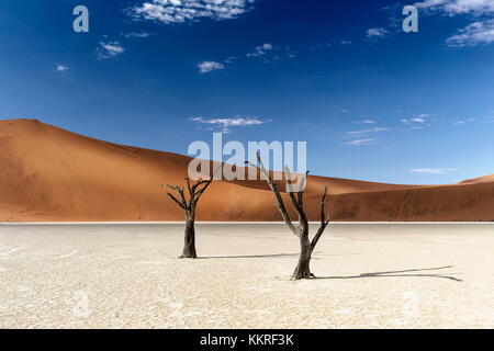 Bäume in Namibia - Namib Naukluft National Park, Namibia, Afrika Stockfoto